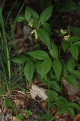 Vicia oroboides