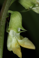 Vicia oroboides