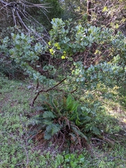 Arctostaphylos nortensis