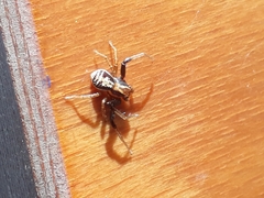 Xysticus