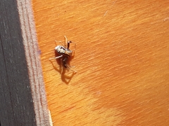 Xysticus