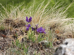 Iris timofejewii