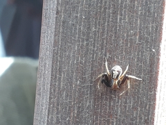 Xysticus