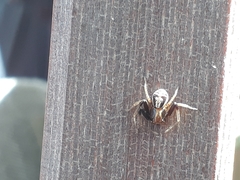 Xysticus