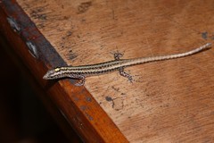 Moth Skink photo 4
