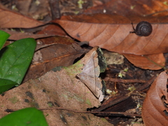 Hypospila bolinoides