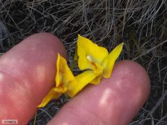 Disa tenuifolia