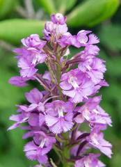 Platanthera grandiflora