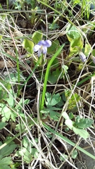 Viola sacchalinensis
