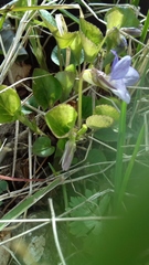 Viola sacchalinensis