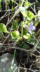 Viola sacchalinensis