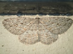 Zermizinga sinuata