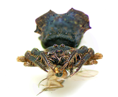 Arkys dilatatus