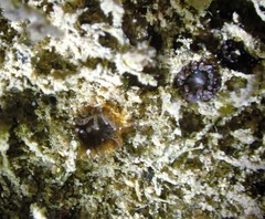 Astrangia woodsi