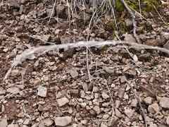 Muhlenbergia lindheimeri