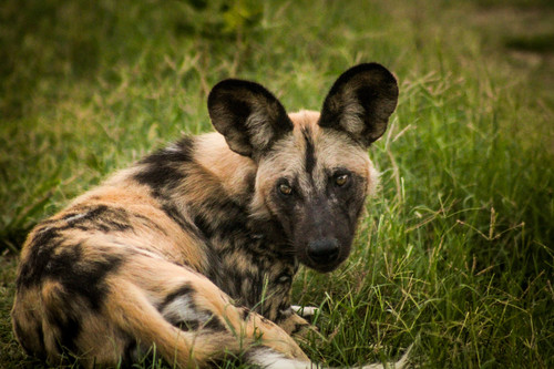 African wild dog
