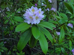 Rhododendron