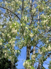 Robinia pseudoacacia
