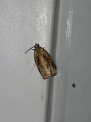 Archips grisea