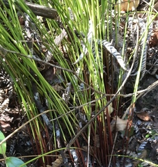 Netrostylis capillaris