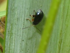 Aphthona nonstriata