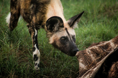 African wild dog