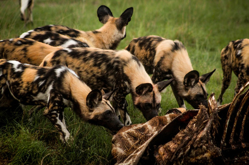 African wild dog