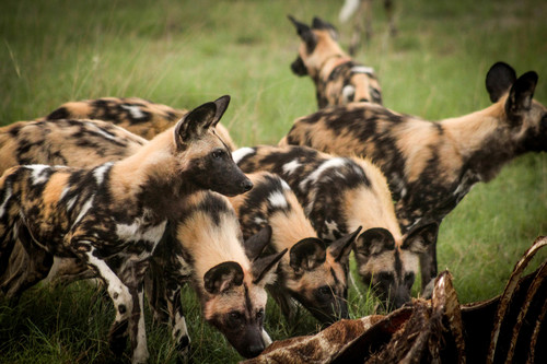 African wild dog