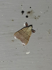 Basacallis tarachodes