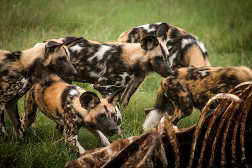 African wild dog