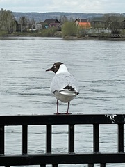 Chroicocephalus ridibundus