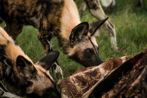 African wild dog