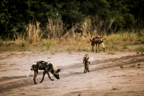 African wild dog