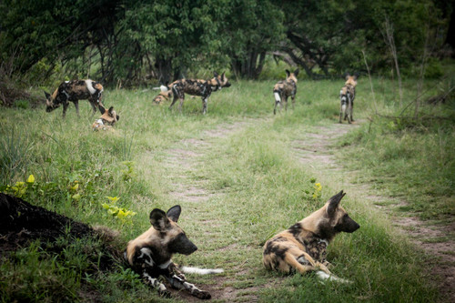 African wild dog