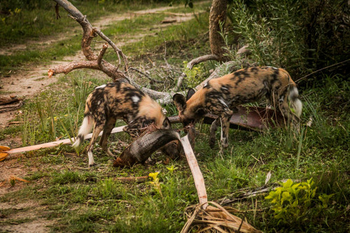 African wild dog