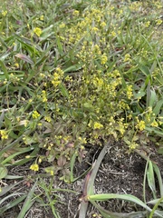 Draba nemorosa