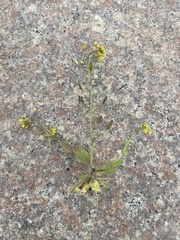 Draba nemorosa