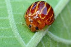 Bothrocalvia albolineata