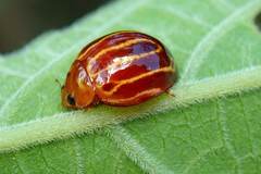 Bothrocalvia albolineata