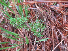 Ostericum tenuifolium