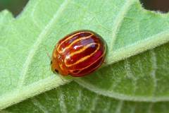 Bothrocalvia albolineata