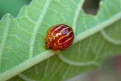 Bothrocalvia albolineata