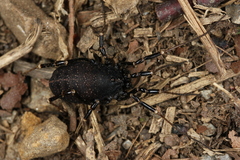 Egaenus convexus