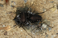Egaenus convexus