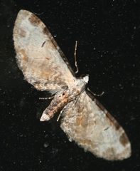 Eupithecia ravocostaliata
