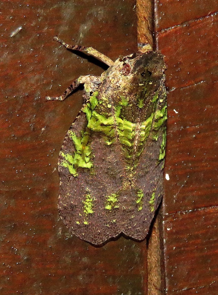 Japetus tostus