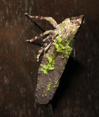Japetus