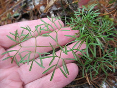 Ostericum tenuifolium
