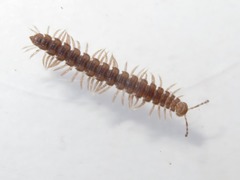 Polydesmus denticulatus