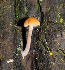 Gymnopilus eucalyptorum